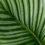 Pauwenplant blad